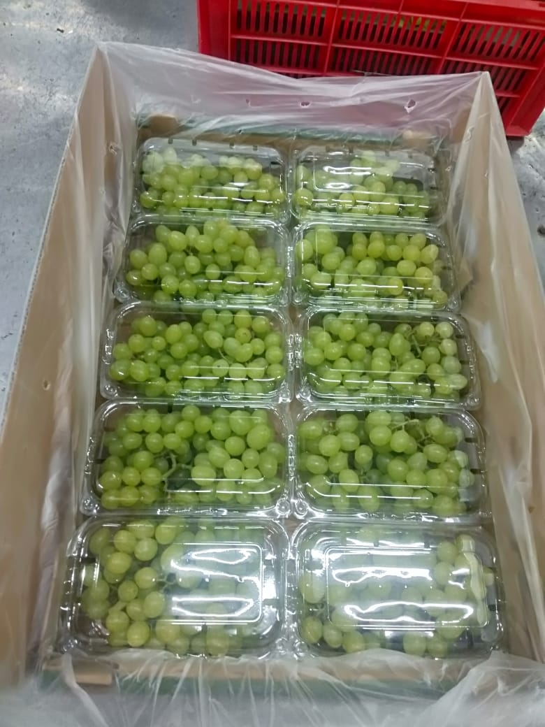 Seedless Grapes